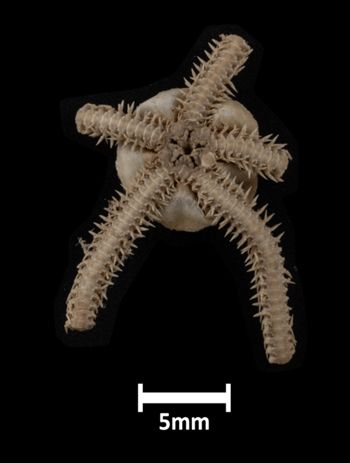 Media type: image;   Invertebrate Zoology OPH-1442 Description: Largest specimen in lot, bottom up view.;  Aspect: ventral2